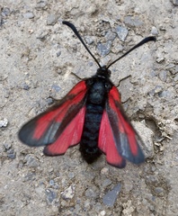 Zygaena osterodensis