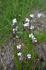 Silene involucrata