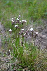 Silene involucrata