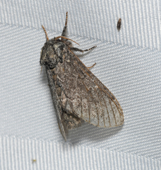 Notodonta torva simplaria