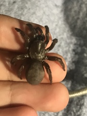 Aptostichus icenoglei