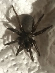 Aptostichus icenoglei