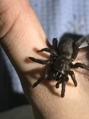 Aptostichus icenoglei