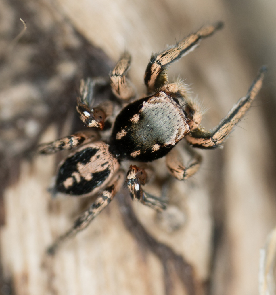 Jumping spider