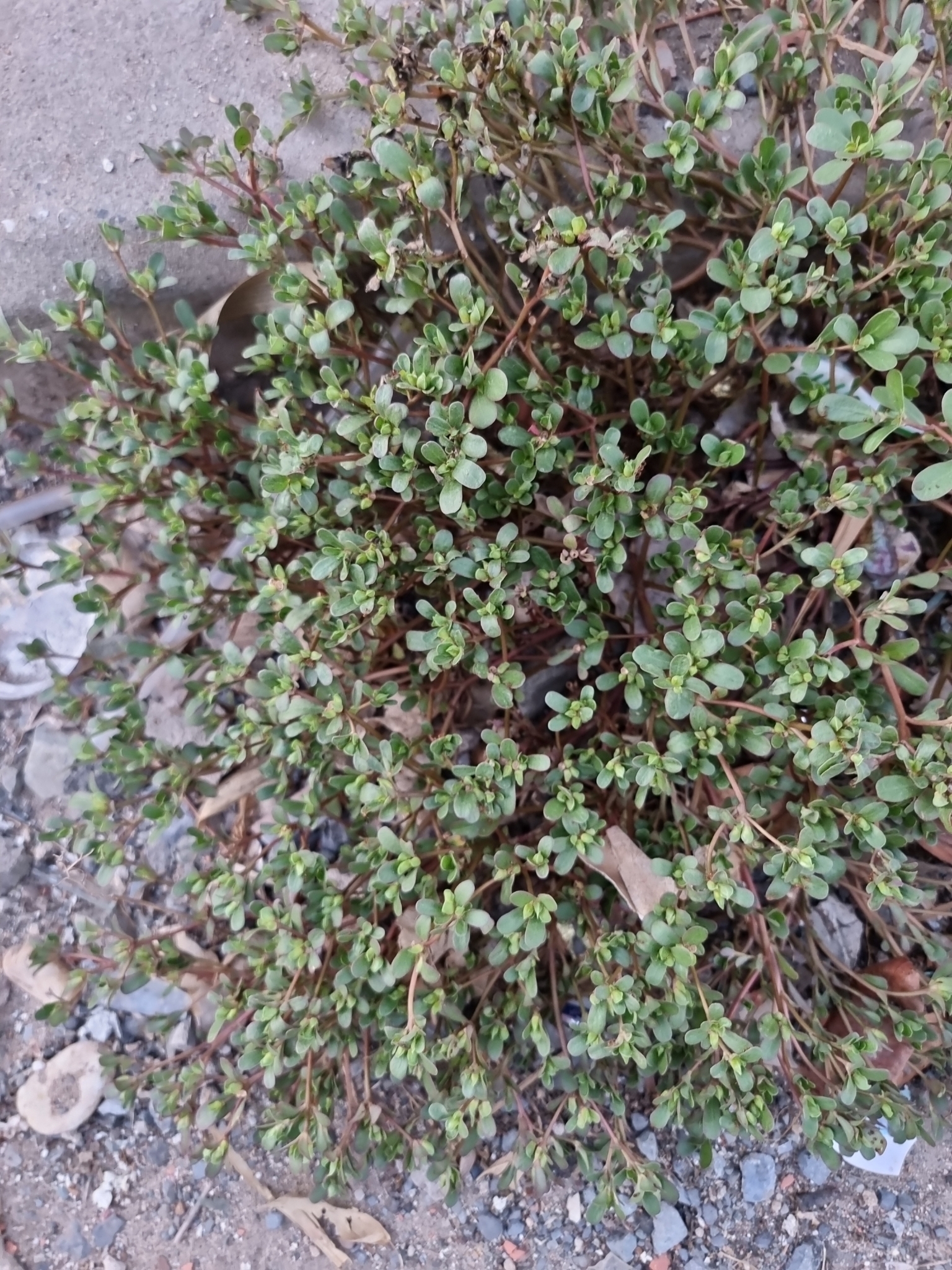 Portulaca oleracea — ảnh 2