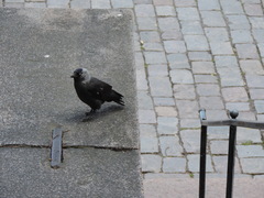Corvus monedula