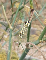 Papilio machaon