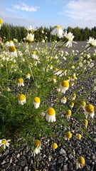 Tripleurospermum inodorum