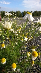 Tripleurospermum inodorum