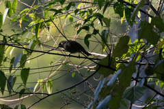 Meliphaga notata