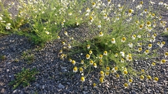 Tripleurospermum inodorum