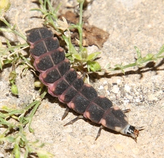 Lampyris ambigena