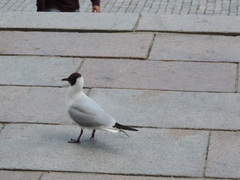 Chroicocephalus ridibundus
