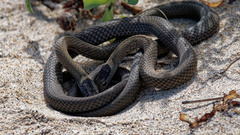 Mustard-bellied Snake