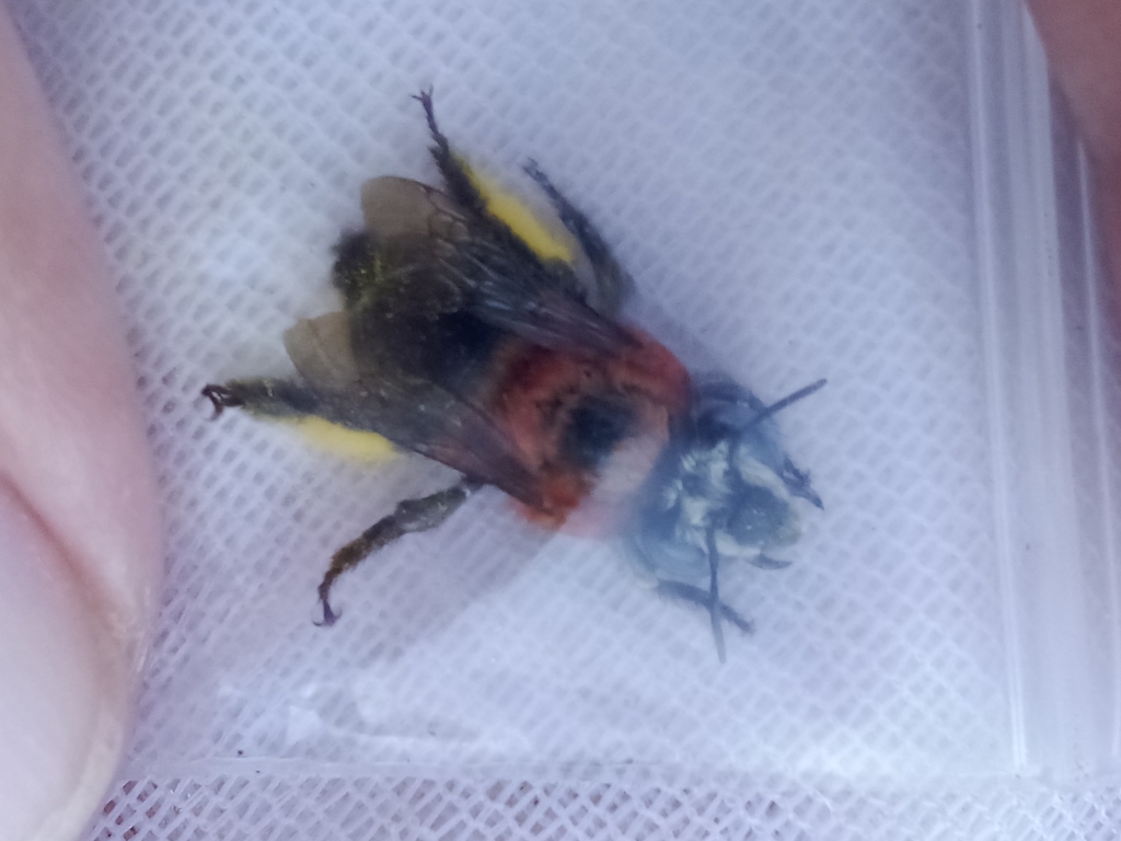 Anthophora hilaris