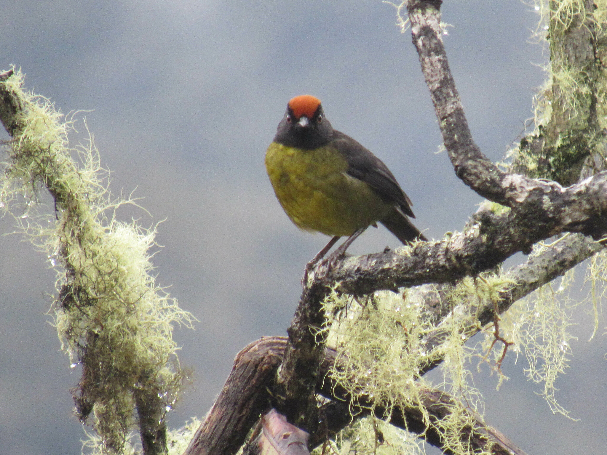 Grey-eared Brushfinch (Atlapetes melanolaemus), photo 4