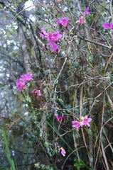 Rhododendron noriakianum