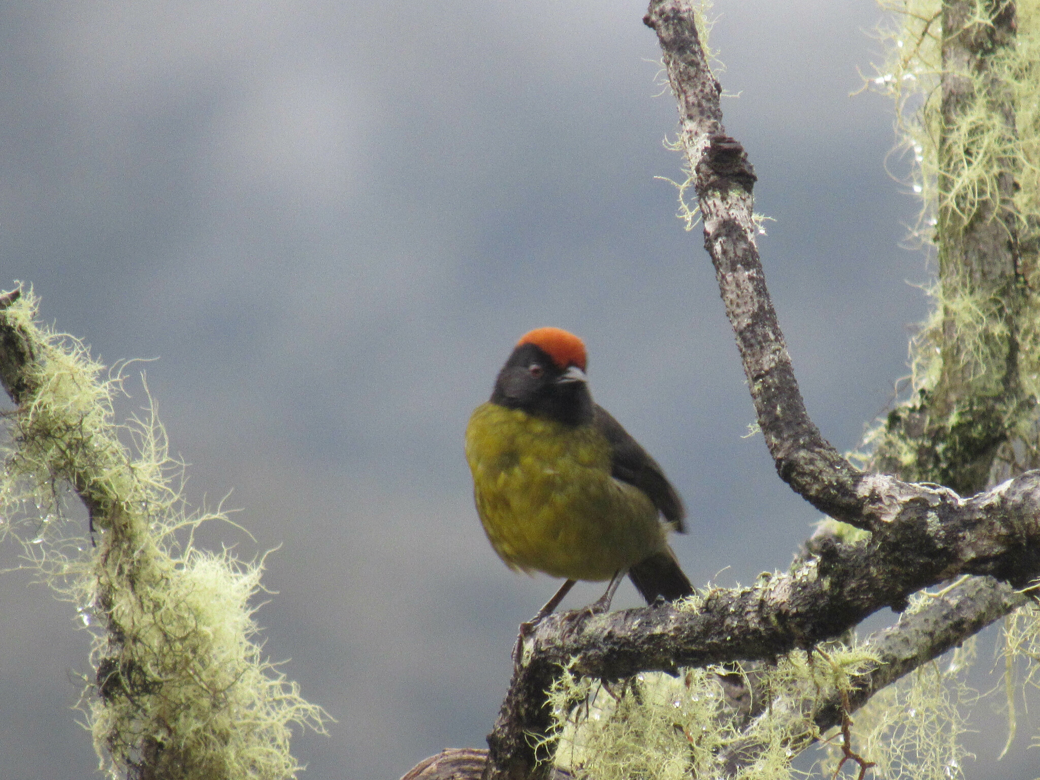Grey-eared Brushfinch (Atlapetes melanolaemus), photo 10