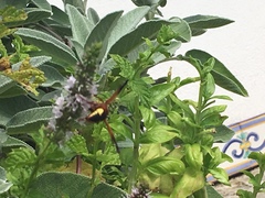 Rhynchium oculatum