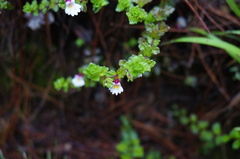 Euphrasia transmorrisonensis