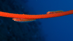 Bryaninops