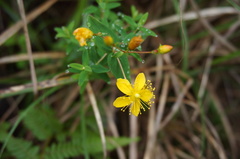 Hypericum nagasawae