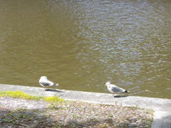 Larus canus
