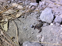 Pseudouroctonus apacheanus