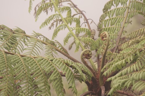 Image of Cyathea tenera by (c) Sylvain Montagner, some rights reserved (CC BY)
