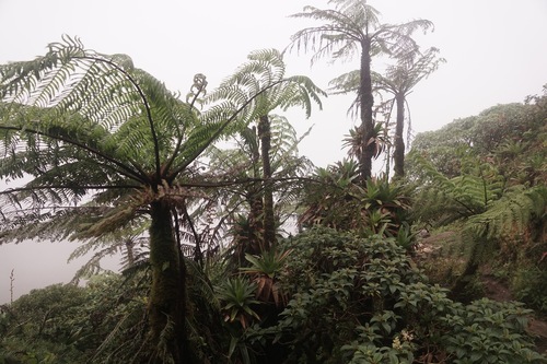 Image of Cyathea tenera by (c) Sylvain Montagner, some rights reserved (CC BY)