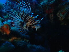 Spotfin Lionfish