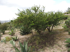 Vachellia schaffneri