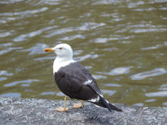 Larus fuscus fuscus