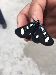 Alypiodes bimaculata