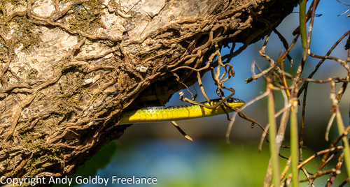 Common Tree Snake sighting