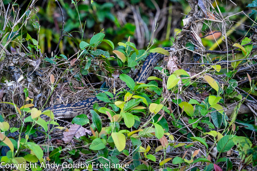 Australian Scrub Python sighting