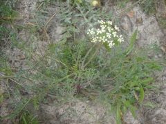 Tordylieae