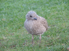 Larus canus