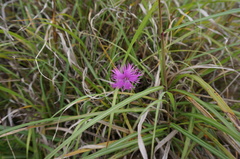 Dianthus pygmaeus