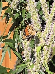 Danaus plexippus
