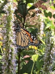 Danaus plexippus