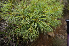 Pinus armandi mastersiana