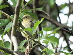 Chloris chloris