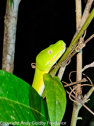 Southern Green Python sighting