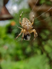 Araneus diadematus