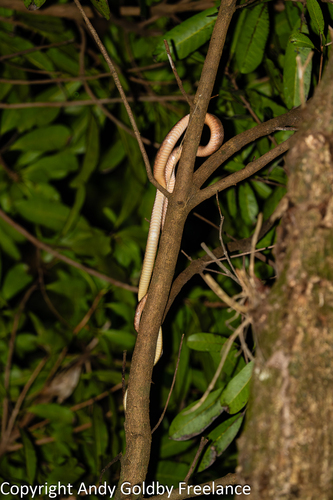 Brown Tree Snake sighting