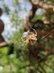 Araneus diadematus