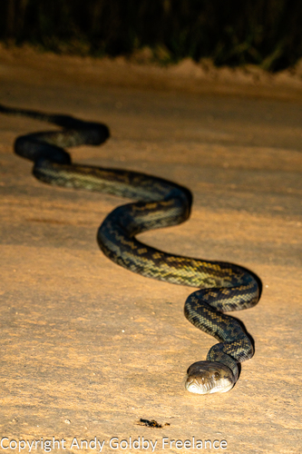 Australian Scrub Python sighting