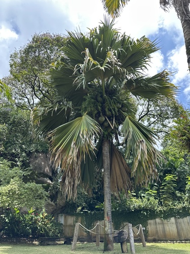 Coco de mer