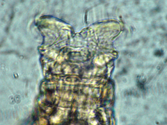 Macrotrachela compacta